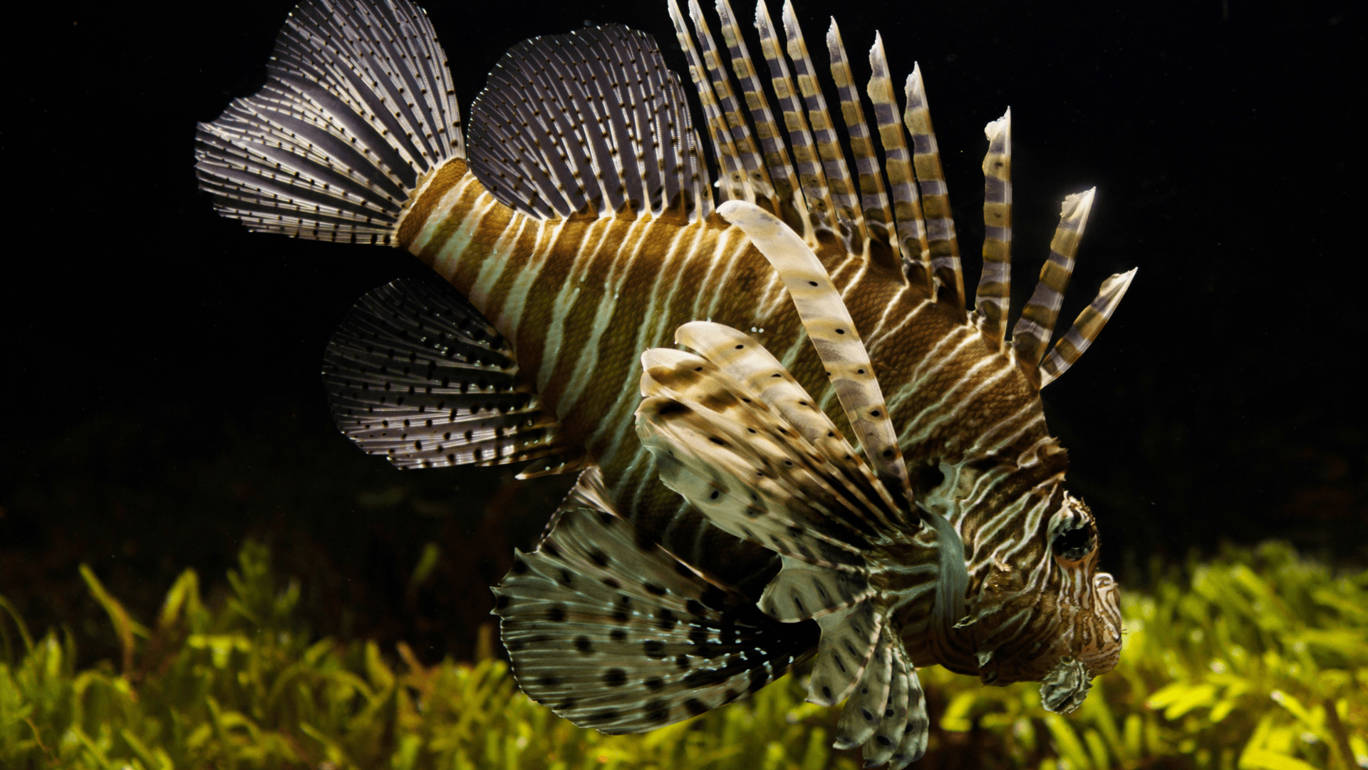 The zebrafish secret